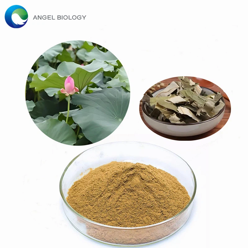 Is Lotus Leaf Extract Effective for Weight Loss?